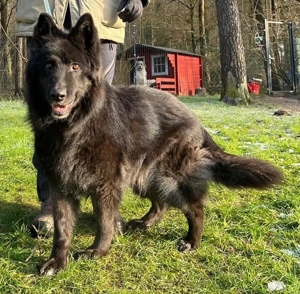 Aurela, geb. ca. 09 2018, lebt auf einer Pflegestelle in 31547 Rehburg-Loccum Bild 2