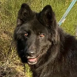 Aurela, geb. ca. 09 2018, lebt auf einer Pflegestelle in 31547 Rehburg-Loccum