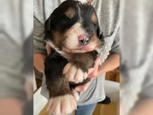 Unsere Zuckerschnuten sind da!