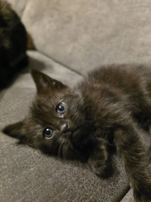 Kleines Katzenmädchen 