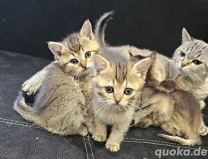 Noch 4 madchen und 1 junge Reinrassige bkh kitten 