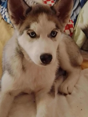 BELLA - aktives Mädchen sucht ihre Menschen *reserviert* Bild 2