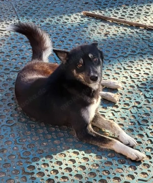 WOLFA - sucht ihre Menschen (wartet in Rumänien) 