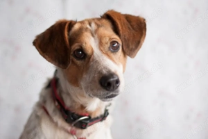 Mondo, 8 Jahre - Mischling - Tierhilfe Franken e.V.