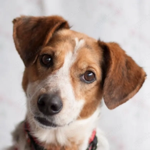 Mondo, 8 Jahre - Mischling - Tierhilfe Franken e.V.