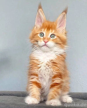 männliches und weibliches Maine-Coon-Kätzchen