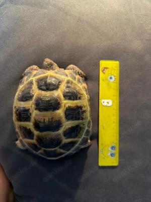Junge kerngesunde Steppenschildkröte mit Komplettausstattung