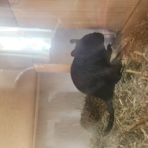 4 Degu Girls in liebevolle Hände zu vermitteln