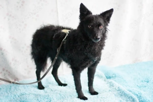 Marena, 4 Jahre - Mischling - Tierhilfe Franken e.V.