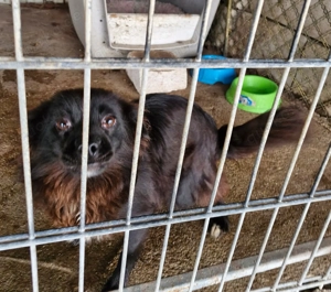 Ebby, kleine Hündin mit großem Herzen 