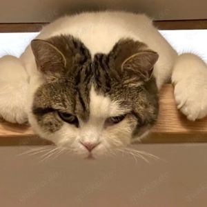 Lena, 6 Jahre - Britisch Kurzhaar - Tierhilfe Franken e.V.