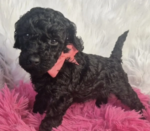 Toy Pudel Mit Pass und Impfungen 