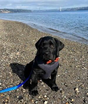 Entzückende Labradorwelpen (Rüden und Hündinnen) abzugeben.