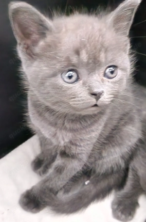 Wunderschöne Russisch Blau BKH Blau Mixe abzugeben  Bild 2