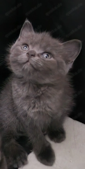 Wunderschöne Russisch Blau BKH Blau Mixe abzugeben 