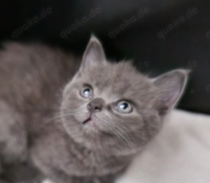 Wunderschöne Russisch Blau BKH Blau Mixe abzugeben  Bild 6