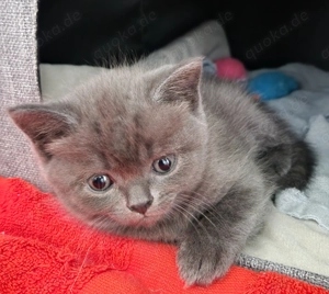 Wunderschöne Russisch Blau BKH Blau Mixe abzugeben  Bild 3