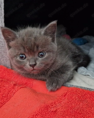 Wunderschöne Russisch Blau BKH Blau Mixe abzugeben  Bild 5