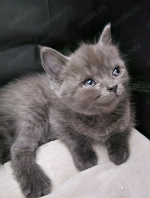 Wunderschöne Russisch Blau BKH Blau Mixe abzugeben  Bild 4