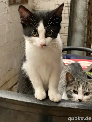 kleine süsse Katzen