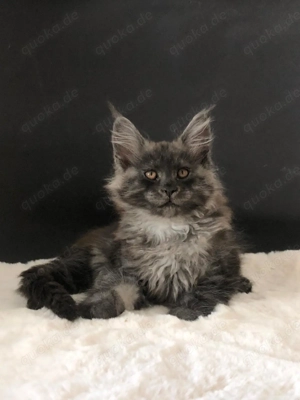 Reinrassige XXL Maine Coon Kitten