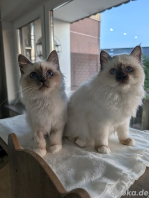 Reinrassige Heilige Birma Schwestern mit Stammbaum 