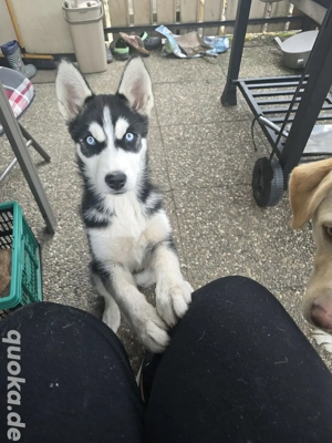 Liebe Husky Hündin 10 monate alt