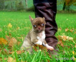 Süßer typvoller Mini Chihuahua 15Wo 670g Rüde Welpe KH in Sonderfarben Brindle