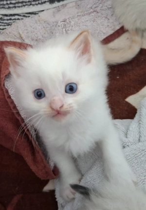 Ragdoll Kitten 