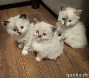 Ragdoll Kitten 