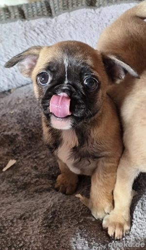 Noch 2 kleine Retro-Möpse