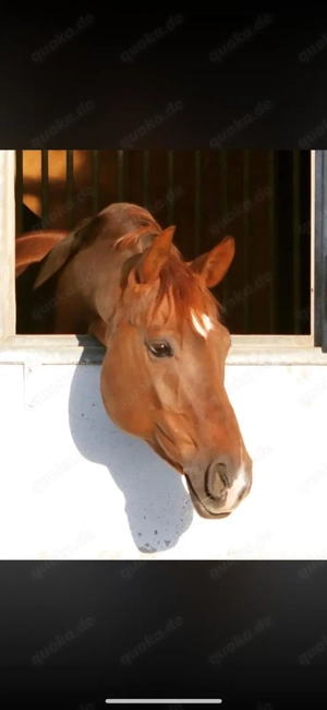 Reitbeteiligung zu vergeben 