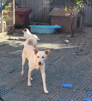 ROCCO - ist bereit für Abenteuer (wartet in Rumänien) Bild 3