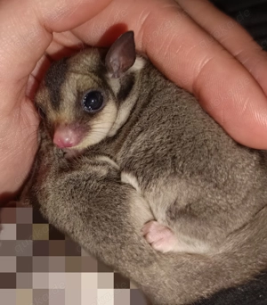 Sugar Glider m und w