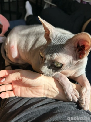 sphinx katze 8 jahre 