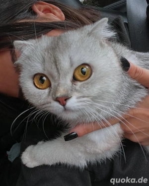 2 süsse geschwister abzugeben. 