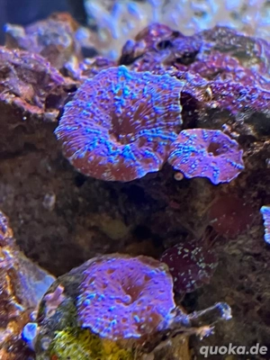 Rhodactis Scheibenanemone blau