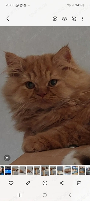 Britisch Langhaar Katerchen in Red abzugeben!