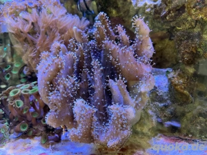 Lederkoralle Lobophytum