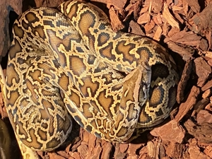 1.0 Halbzwerg Tigerpython , DNZ 24 , classic 100%  het Caramel  Granit 