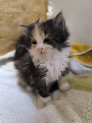 Kleine langhaarige Katze sucht liebevolles Zuhause 