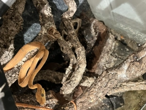 Corallus hortulanus Gartenboa Bild 2