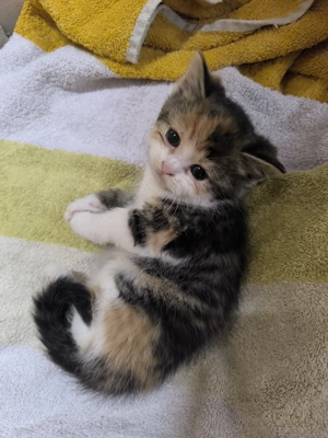 Kleine kurzhaarige Katze sucht liebevolles Zuhause 