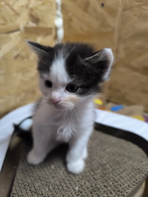 Kleine langhaarige Katze sucht liebevolles Zuhause 