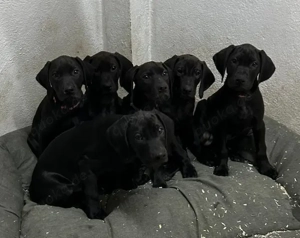 Rhodesian Ridgeback Vizsla Welpen