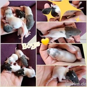 Ratten Babys Farbratten Jungs super verschmust und kinderlieb 