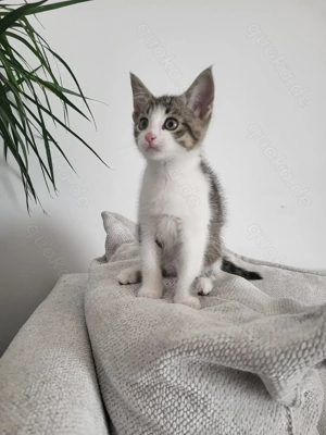 Katze Babykatze Kätzchen 