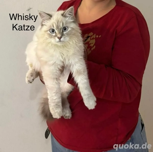 Persermix  Never Mascarade