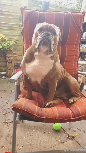 englische Bulldogge mädel 5 jahre 