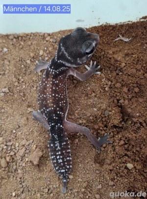 Knopfschwanzgecko Babys NZ 2025